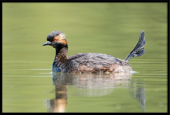 Eared Grebe