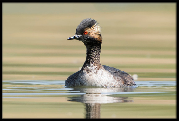 Eared Grebe