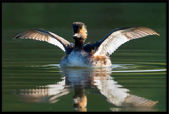 Eared Grebe