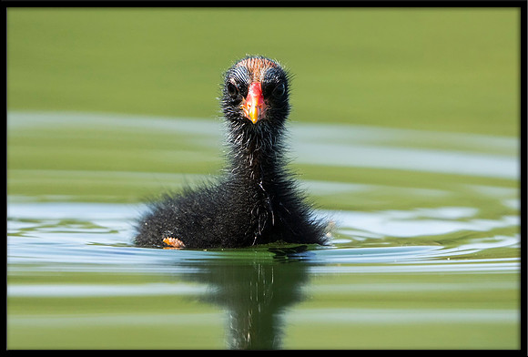 Common Gallinule (aka Moorhen)
