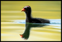 Common Gallinule (aka Moorhen)