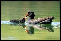 Common Gallinule (aka Moorhen)