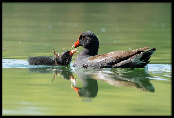Common Gallinule (aka Moorhen)