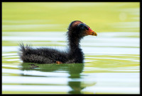 Common Gallinule (aka Moorhen)
