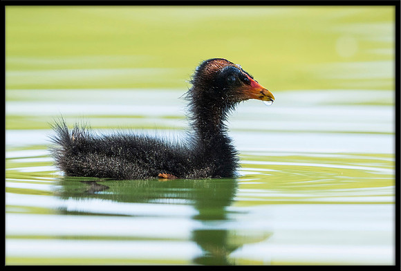Common Gallinule (aka Moorhen)