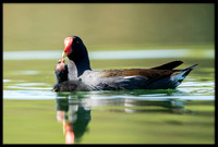 Common Gallinule (aka Moorhen)
