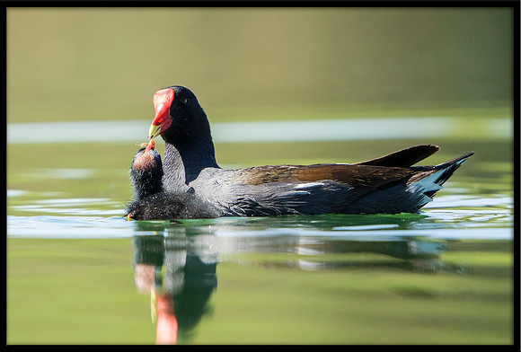 Common Gallinule (aka Moorhen)