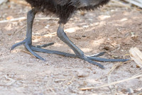 Common Gallinule (aka Moorhen)