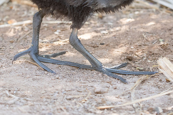 Common Gallinule (aka Moorhen)