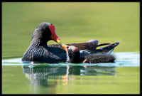 Common Gallinule (aka Moorhen)