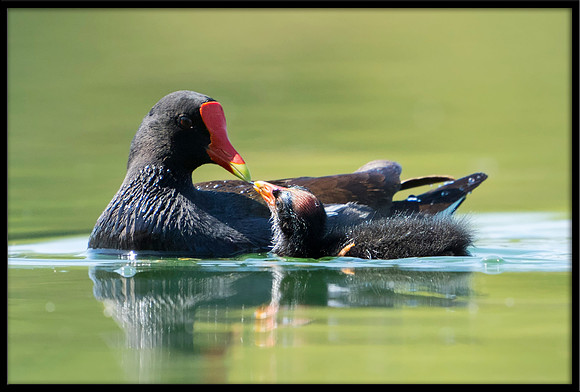 Common Gallinule (aka Moorhen)