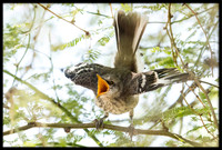 Northern Mockingbird Chick