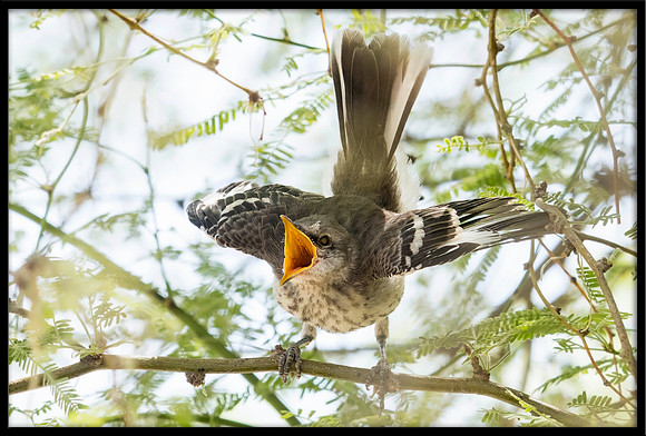 Northern Mockingbird Chick