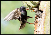 Starling Feeding Chick