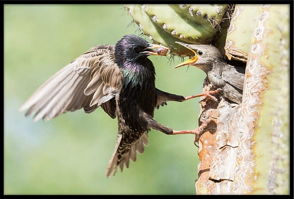 Starling Feeding Chick