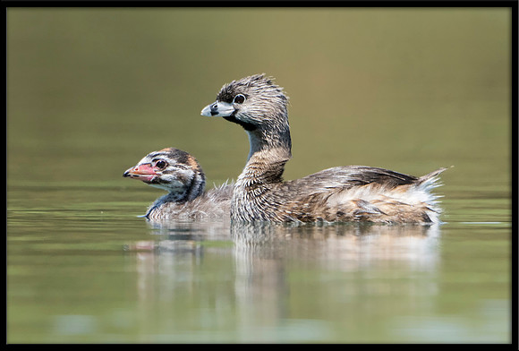 Pied-billed Grebe And Chick