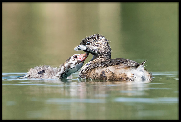 Pied-billed Grebe And Chick