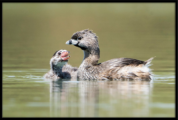Pied-billed Grebe And Chick