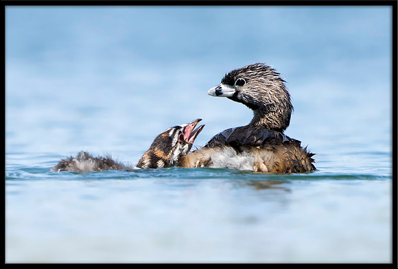 Pied-billed Grebe And Chick
