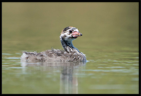 Pied-billed Grebe And Chick