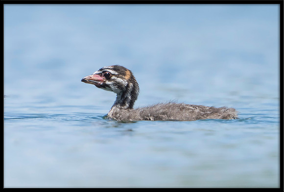 Pied-billed Grebe Chick