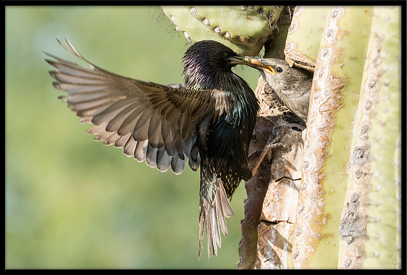 Starling Feeding Chick
