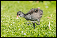 Common Gallinule (aka Moorhen)