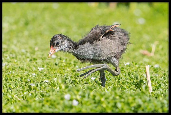 Common Gallinule (aka Moorhen)