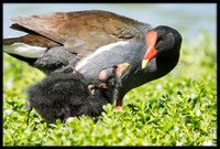 Common Gallinule (aka Moorhen)