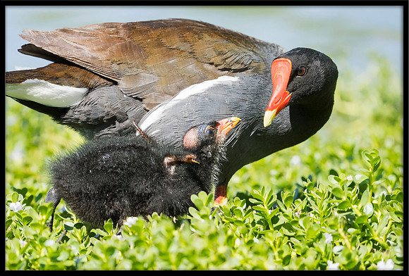 Common Gallinule (aka Moorhen)