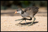 Common Gallinule (aka Moorhen)