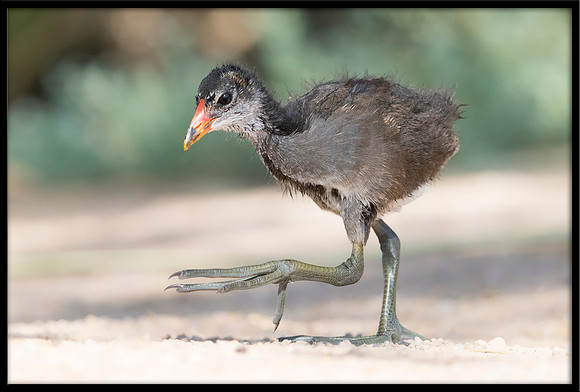 Common Gallinule (aka Moorhen)