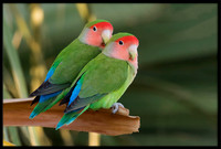 Rosy-faced Lovebirds