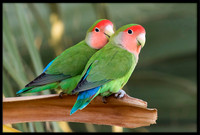 Rosy-faced Lovebirds