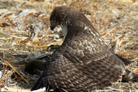 Hawk killing a squirrel