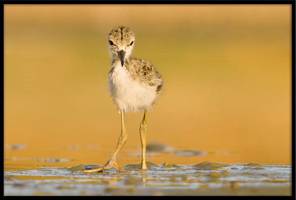 Black-necked Stilt chick