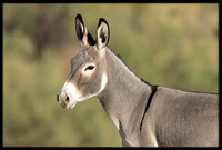 Wild Donkey