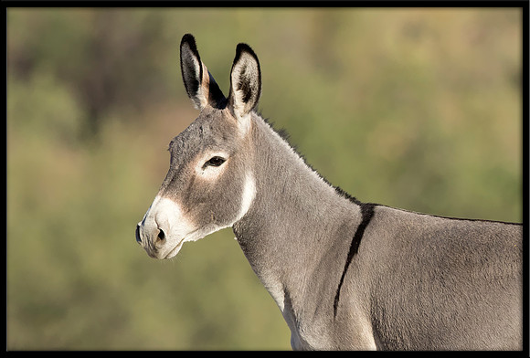 Wild Donkey