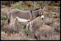 Wild Donkey