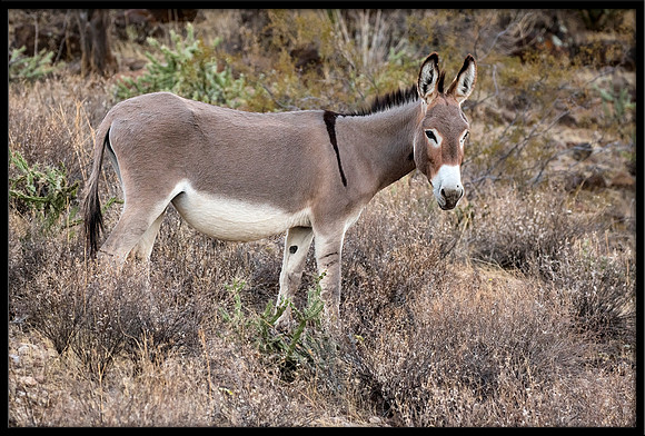 Wild Donkey