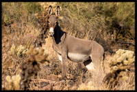 Wild Donkey