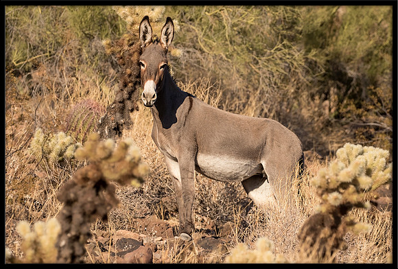 Wild Donkey