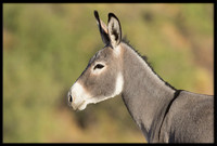 Wild Donkey