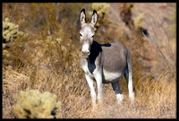 Wild Donkey