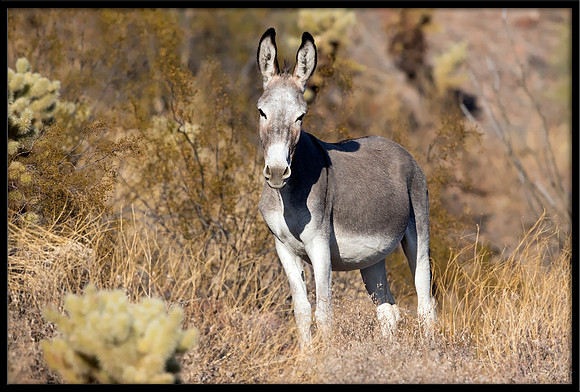 Wild Donkey