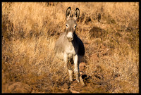 Wild Donkey (Pregnant Jenny)