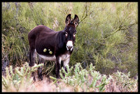 Wild Donkey
