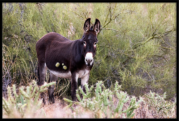 Wild Donkey