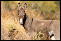 Wild Donkey