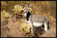 Wild Donkey